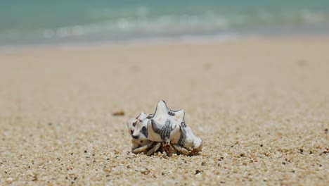 walking crab in shell on a natural dream beach in lombok, indonesia. waves on fine sand beach. blurry background follow shot for wildlife documentary, travel and tourism videos. closeup nature video.