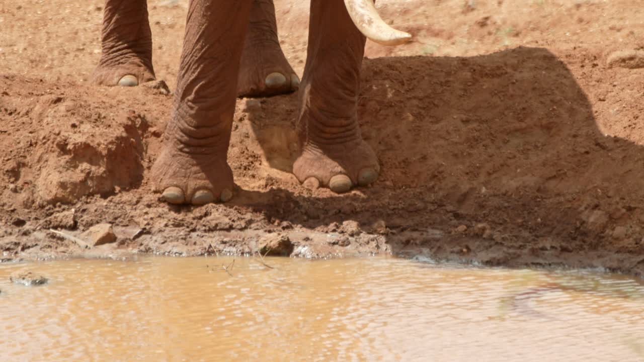tsavo 서쪽 국립 공원, 케냐, 아프리카의 물웅덩이에서 마시는 코끼리의 주름진 몸통