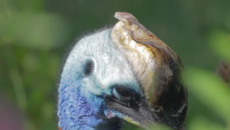 el casuario del sur (casuarius casuarius), también conocido como casuario de doble teja, casuario australiano, que se encuentra en indonesia, papúa nueva guinea y el noreste de australia.