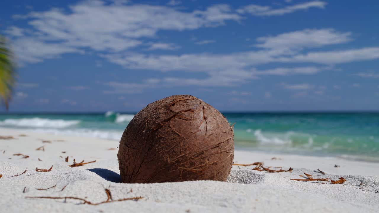 Ripresa video dal basso di una noce di cocco su una spiaggia incontaminata, con una foglia di palma che incornicia la scena