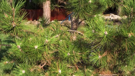 pine tree in a park near construction site