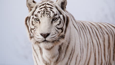 white tiger against blue sky slow motion