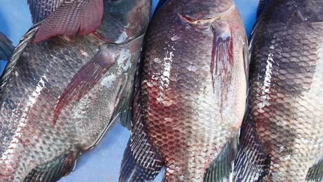 exhibición secuencial de peces que se están arreglando