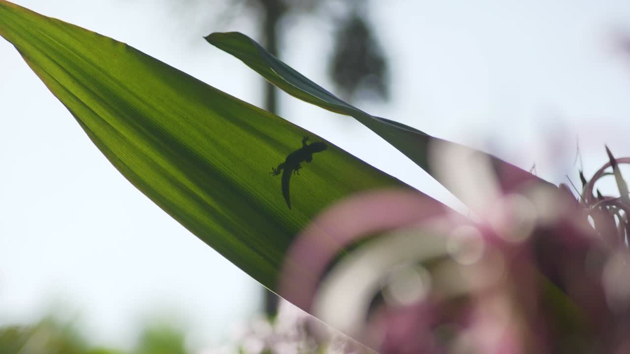 Camera tilt's down onto small golden dust day gecko lizard climbing around on large green leaf in nature