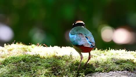 Uno-De-Los-Pittas-Más-Buscados-Y-Catalogado-Como-Una-Especie-Vulnerable