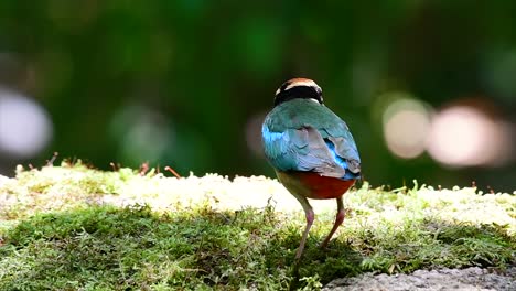 uno de los pittas más buscados y catalogado como una especie vulnerable