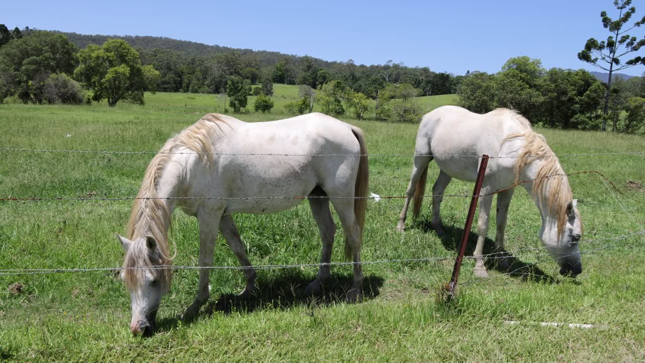 dos caballos pastando pacíficamente en un campo soleado