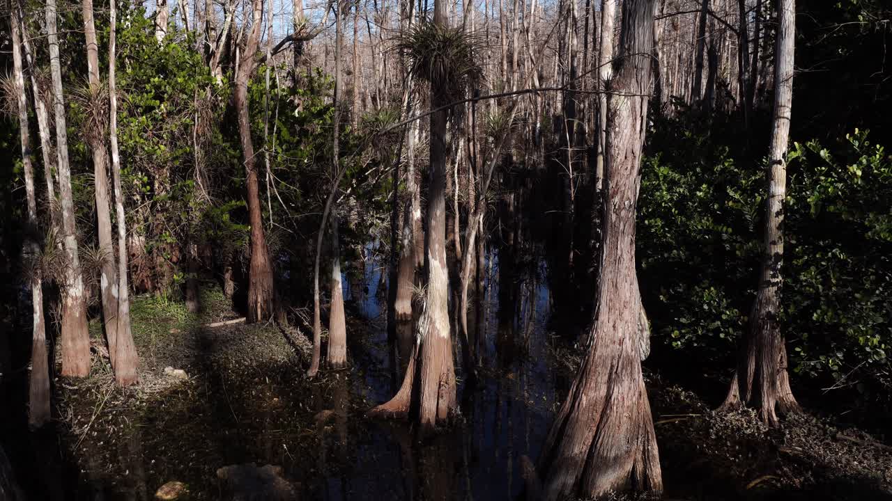 A dense cypress swamp featuring weathered tree trunks reflected in still, dark water. Sunlight filters through the canopy, illuminating the murky wetland and surrounding vegetation