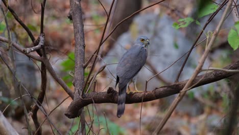 looking over its back then turns its head to the right as seen from its backside perched on a branch in a dry forest, crested goshawk accipiter trivirgatus, thailand