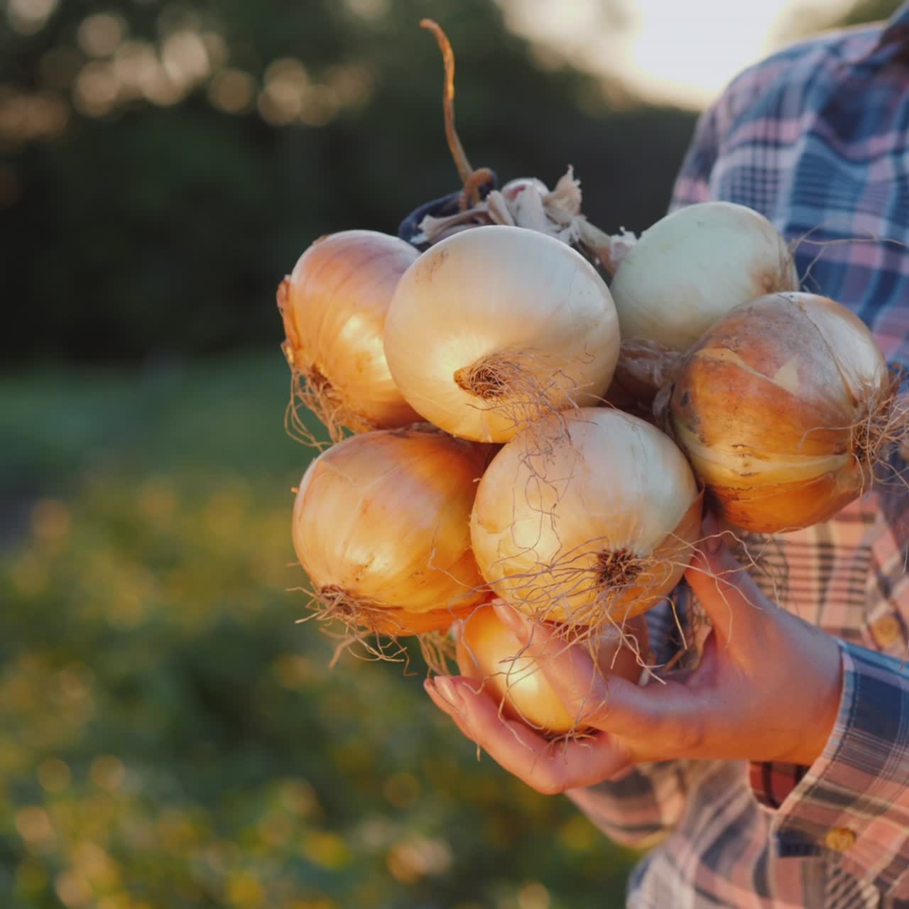 granjero sostiene una bolsa de cebollas de una buena cosecha de su campo 1