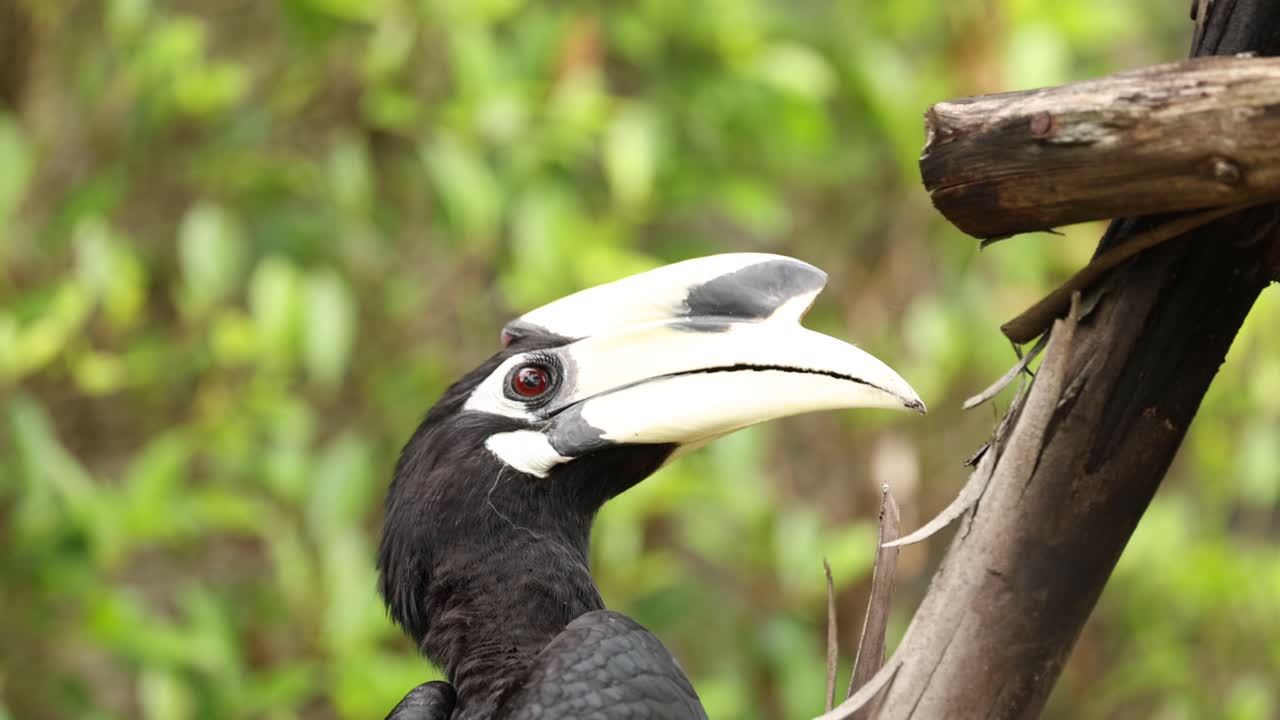 호른빌이 가지와 상호 작용하고, 아마도 먹이를 먹고 있을 것입니다.