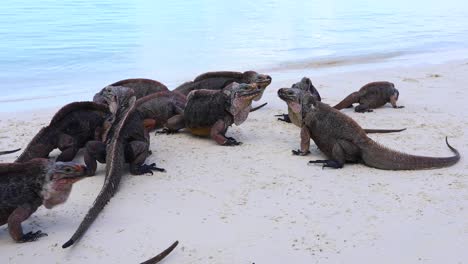 Static-video-of-several-Northern-Bahamian-Rock-Iguana-on-a-beach-with-waves-in-the-background