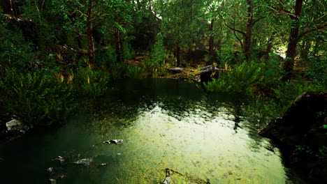 deciduous forest is reflected in the small lake