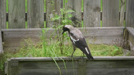 Australian-Magpie-Pecking-Flowerbed-Australia-Maffra-Gippsland-Victoria-Slow-Motion