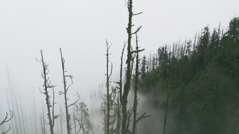 fog-covered forest trees without leaves in nepal