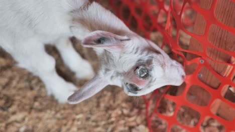 Cabrito-Con-Marcas-De-Desborre-En-La-Cabeza-Mastica-Cercas-De-Plástico