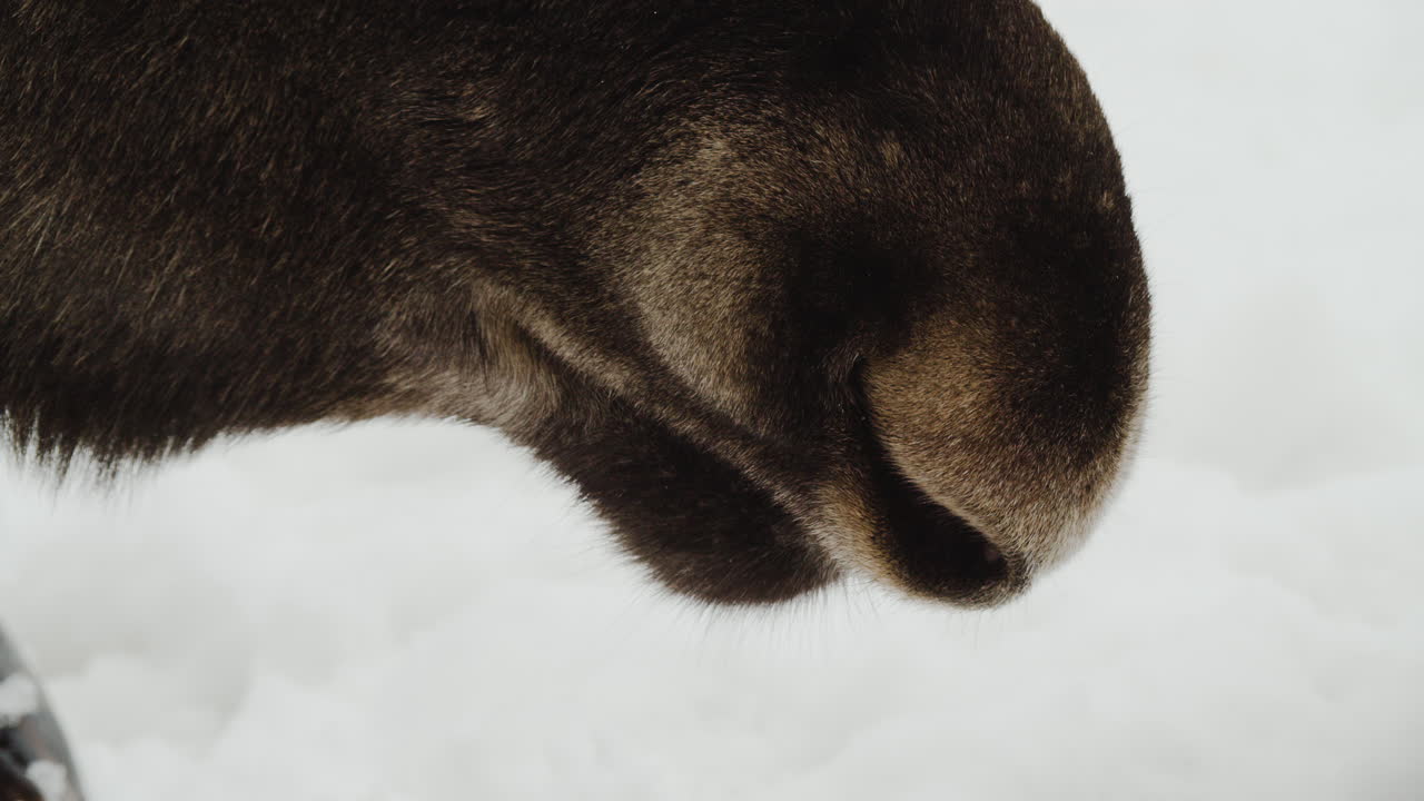 겨울 동안 눈 속에서 먹는 무스의 입