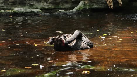 black swan preening in a pond