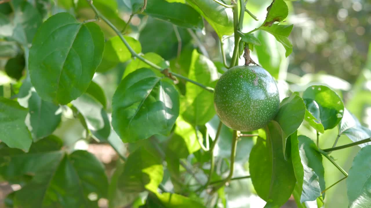 primer plano de fruta de la pasión fresca y cruda con luz solar