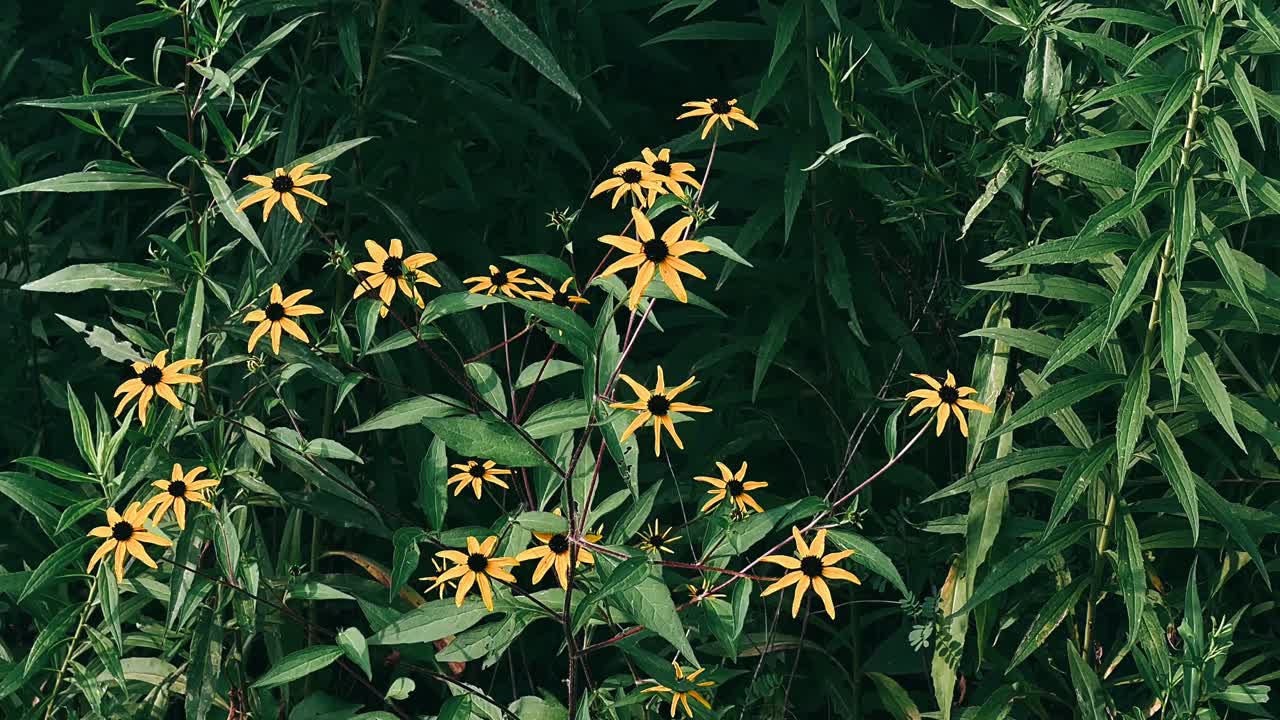 Flores amarillas en un campo