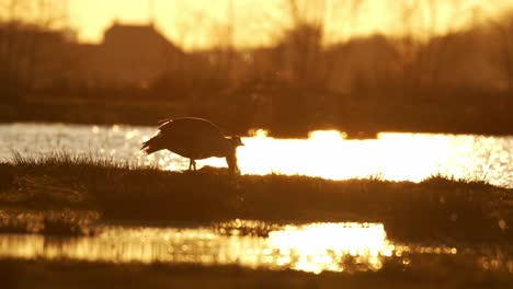 Toma-Estática-Baja-De-La-Silueta-De-Un-Cisne-Comiendo-Al-Lado-De-Un-Lago-Reluciente-Al-Final-De-La-Tarde-Con-El-Resplandor-Amarillo-Del-Sol-En-El-Agua,-Cámara-Lenta