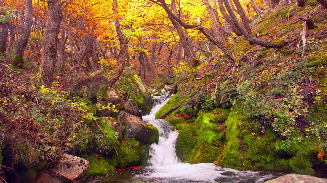 Still View of Autumn forest and Flowing Water in Patagonia
