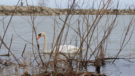 Toma-En-Cámara-Lenta-De-Un-Cisne-Nadando-En-Un-Pequeño-Cuerpo-De-Agua,-Limpiándose-Y-Buscando-Comida