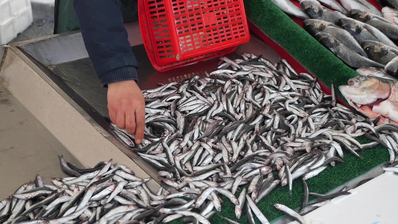 Poissonnier disposant des anchois frais sur un marché local