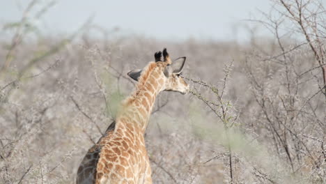 african giraffe eating the leaves of acacia tree with sharp thorns