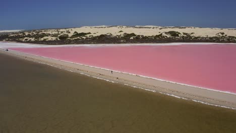 Vista-Aérea-Por-Drones-Del-Lago-Rosa-Macdonnell,-Península-De-Eyre,-Australia-Del-Sur