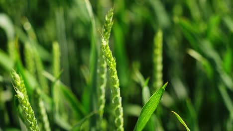 close-up of young wheat growing densely in fertile dark soil, springtime scene