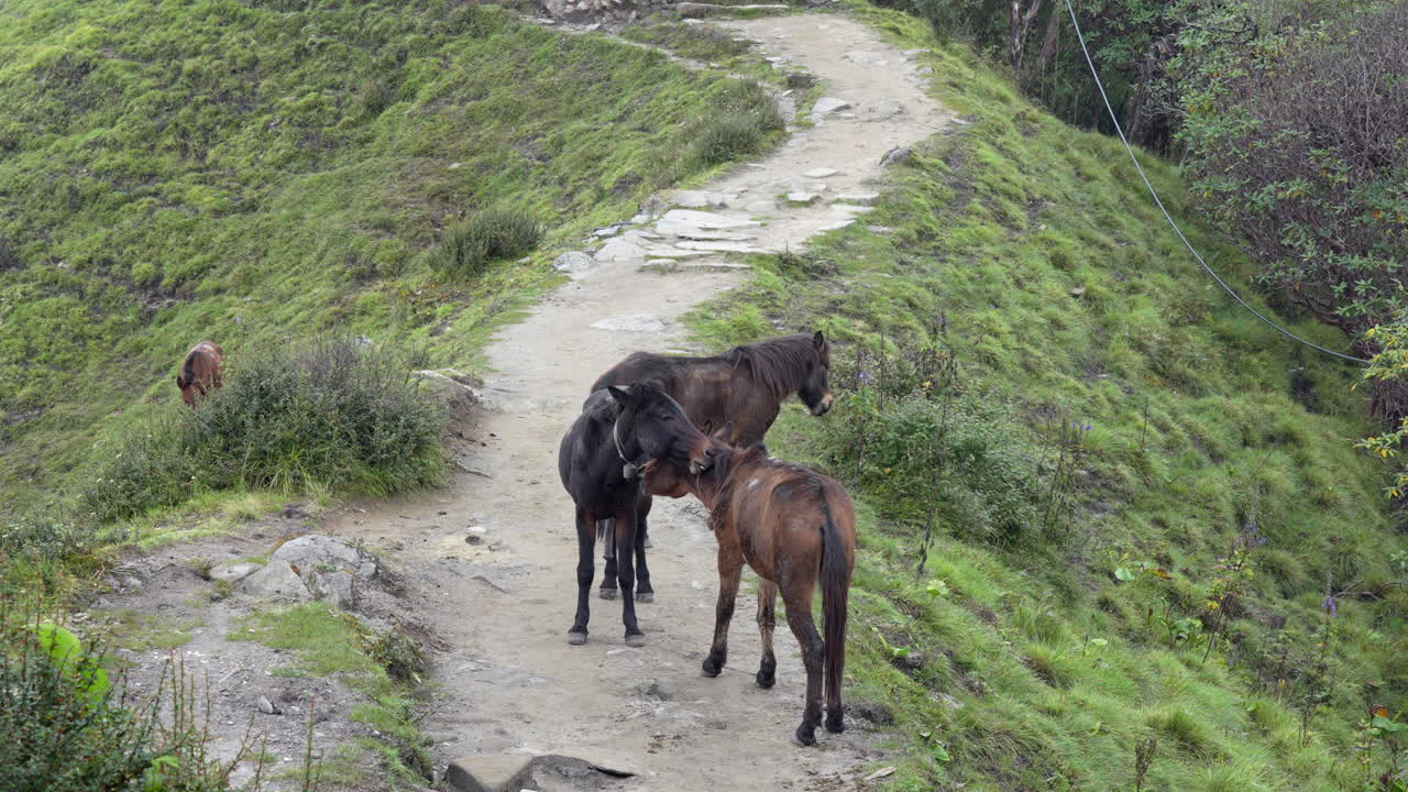 algunos caballos en un estrecho sendero de montaña en las montañas del himalaya de nepal en la niebla matutina
