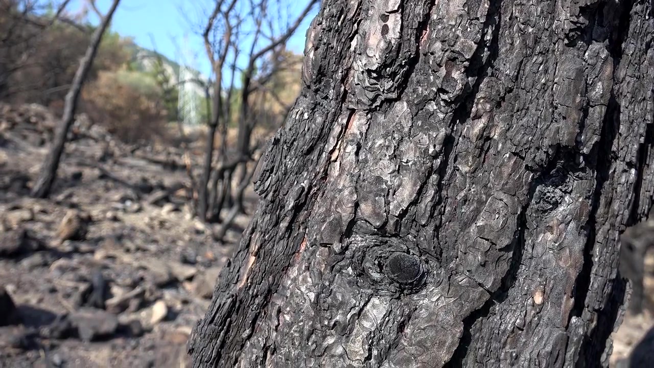 Primo piano di un tronco d'albero carbonizzato in una foresta dopo un incendio boschivo.