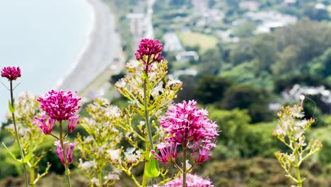 close-up of a lovely pink flower with killiney beach in the background during the summer, ireland