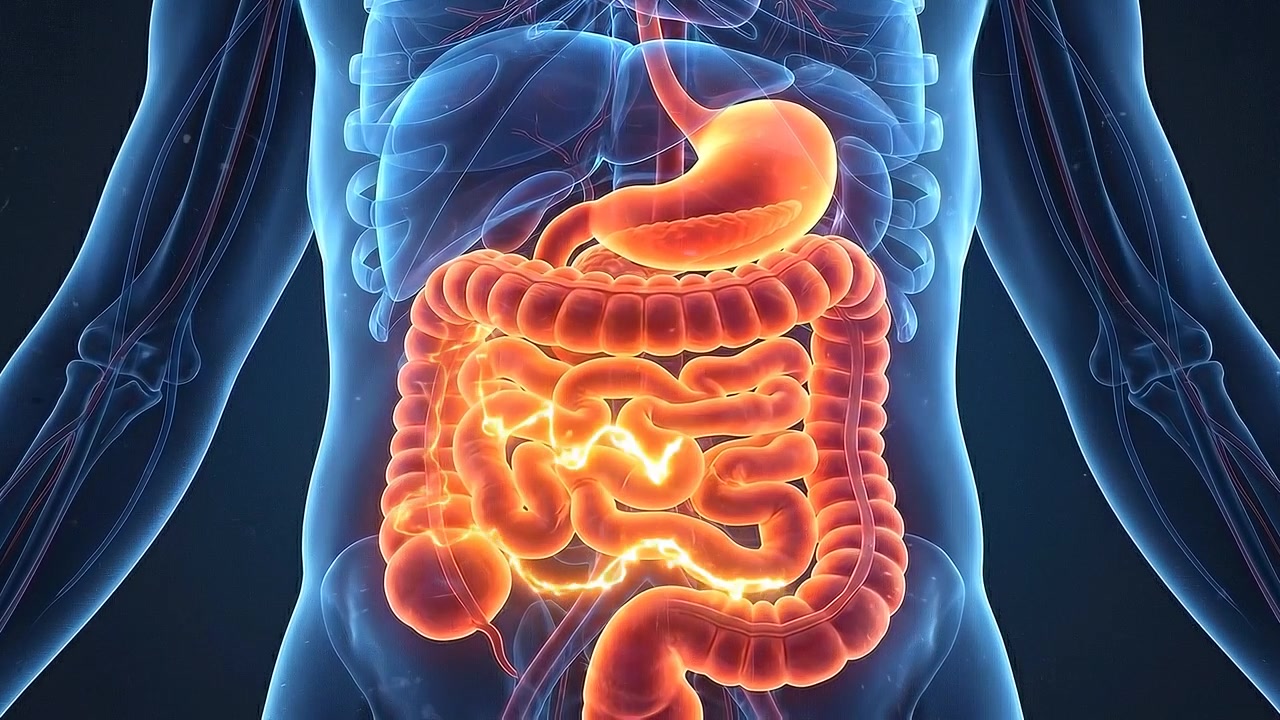 Animation médicale 3D du fonctionnement du système digestif humain