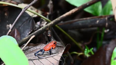 la rana dardo venenosa de fresa cambia de color, intimida a otros machos y atrae a una hembra.