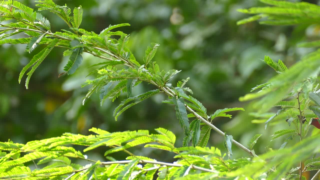 una hermosa tangara con respaldo carmesí mirando a su alrededor en una rama de árbol, ramphocelus dimidiatus