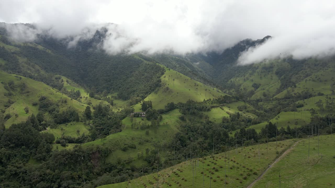 Aerial approach tilt down to Cocora Valley’s wax palms rising above lush rolling hills in a tranquil setting