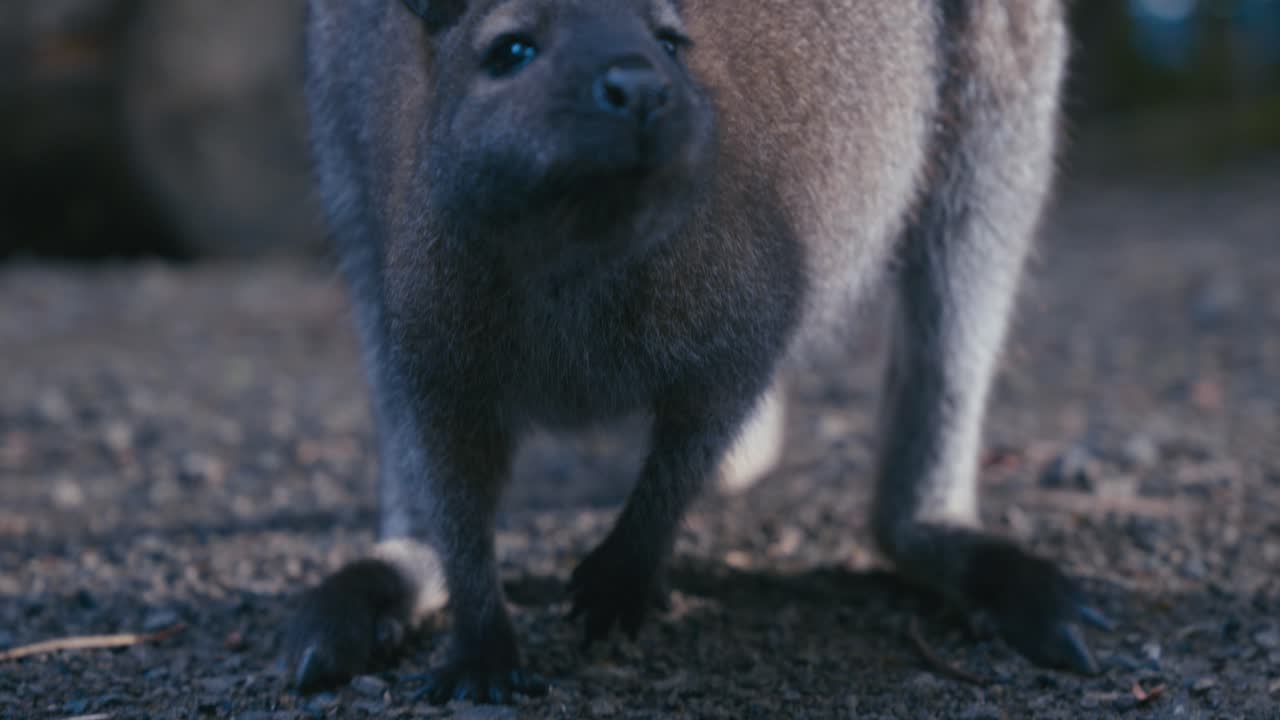 wallaby buscando comida en el suelo