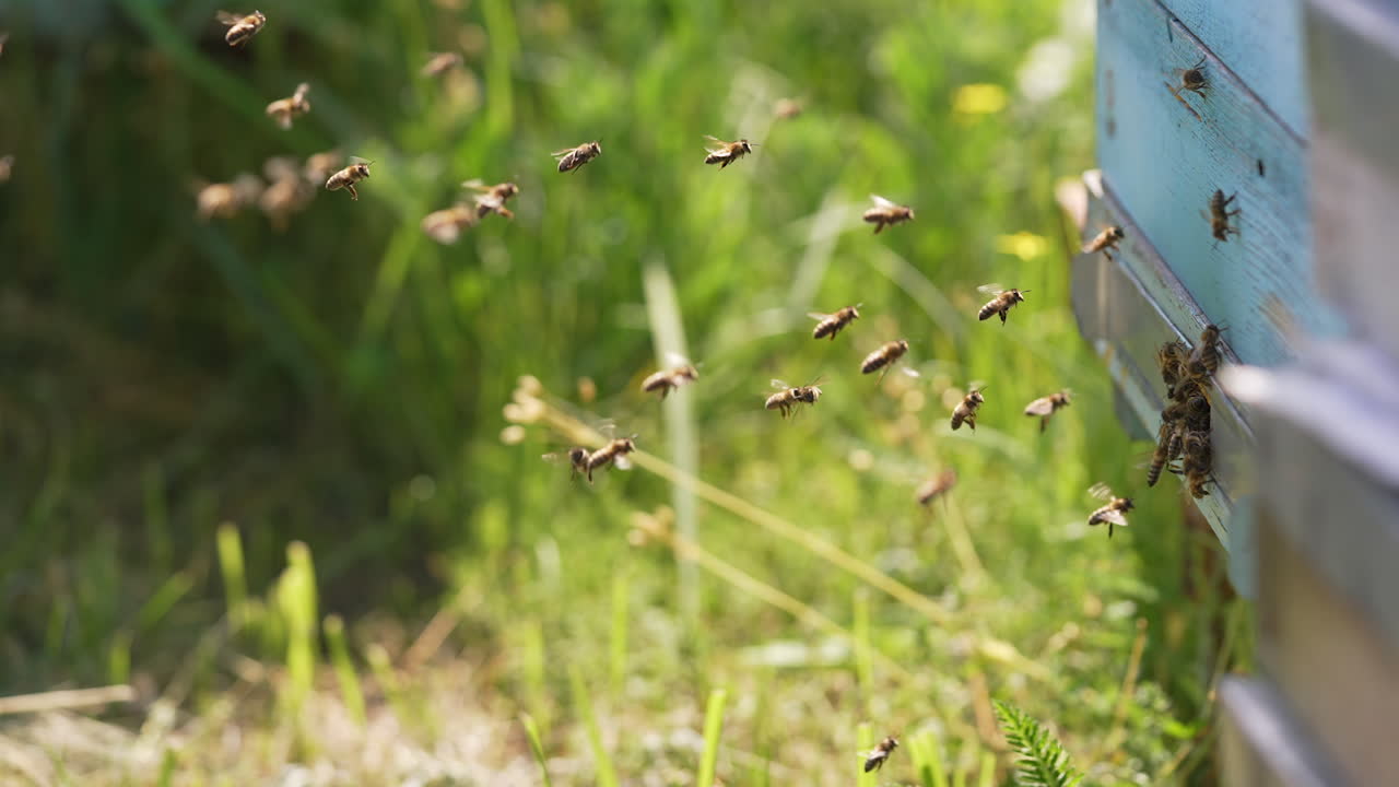 Swarm of honey bees flying in apiary. Bees flying around the honeycomb.