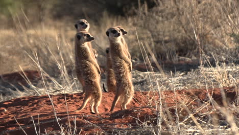 meerkats are shocked for a moment and then continue to bask in the sun