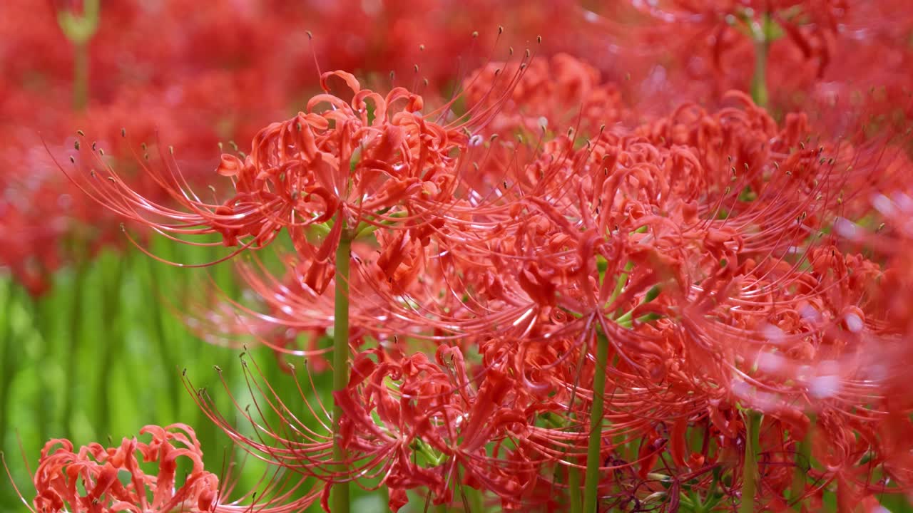 Kinchakuda spider lily park in Japan with many flowers in full bloom