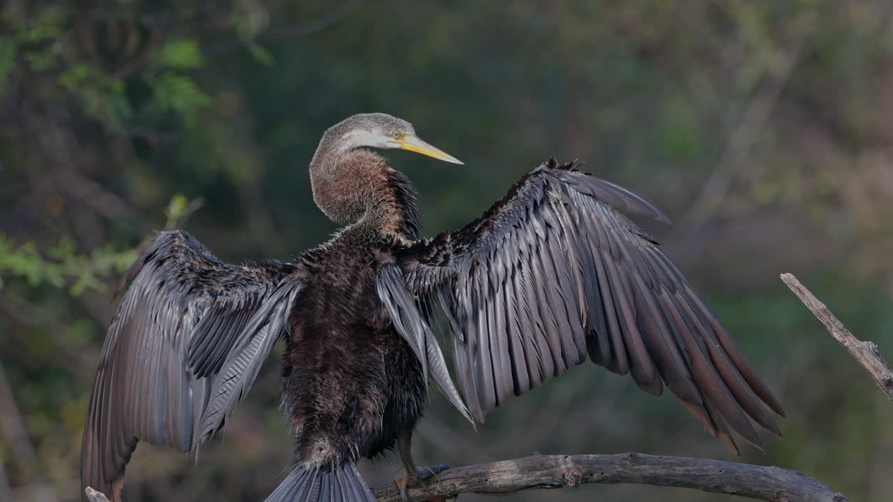 Close up shot of an American darter sitting on the tree branch and looking for food in keoladeo bird sanctuary, India.