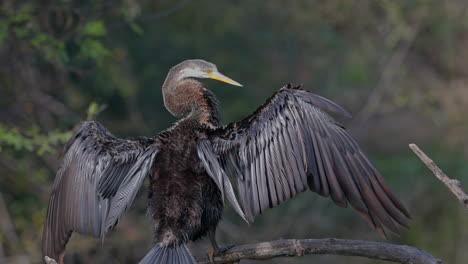 close up shot of an american darter sitting on the tree branch and looking for food in keoladeo bird sanctuary, india.