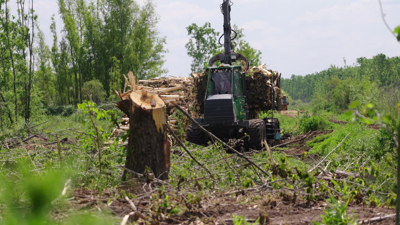 Large harvester machine grabbing tree trunks at logging site in a sunlit forest with greenery around.