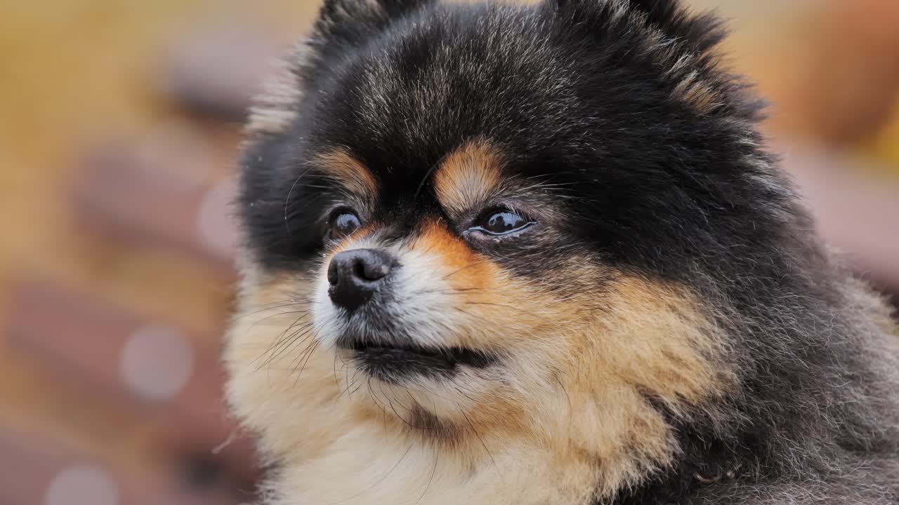 Cute Pomeranian dog close-up with curious expression, autumn warmth outdoors, 4K