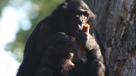 mother and baby chimpanzee sitting on a tree, warm and sunny day, nature and jungle