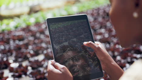 woman examining lettuce crop on a tablet