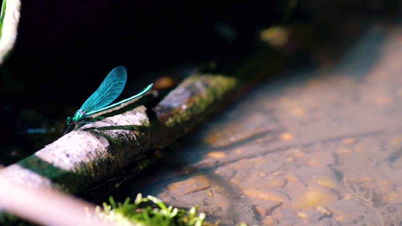 Close up of a blue dragonfly perched on reed, Ebony Jewelwing flying away in slowmotion