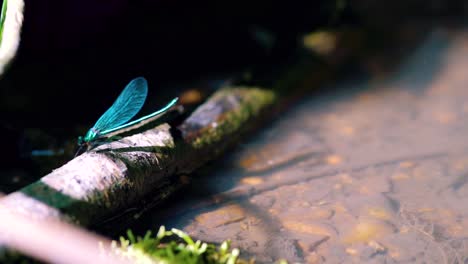 Close-up-of-a-blue-dragonfly-perched-on-reed,-Ebony-Jewelwing-flying-away-in-slowmotion